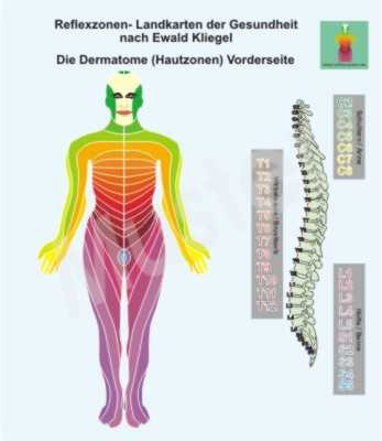 Die Dermatome auf der Vorderseite