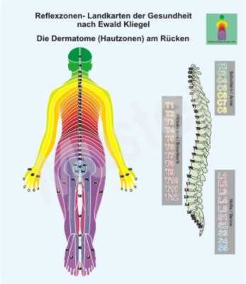 Die Dermatome am R&uuml;cken