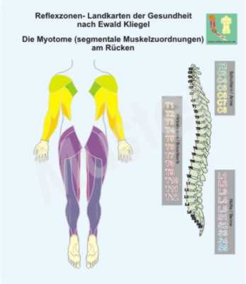 Die Myotome der K&ouml;rper-R&uuml;ckseite