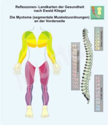 Die Myotome der K&ouml;rper-Vorderseite
