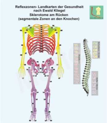 Die Sklerotome am R&uuml;cken