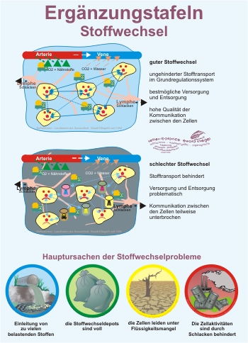 Reflexzonen Ergänzung - Stoffwechsel