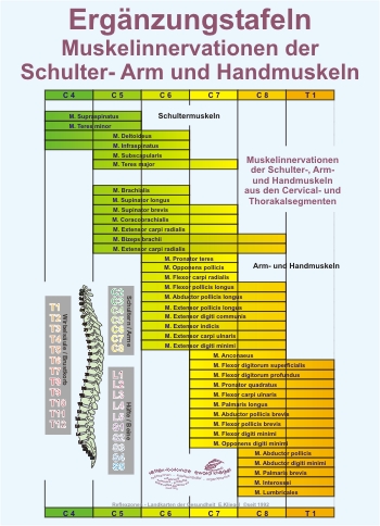 Reflexzonen Ergänzung - Muskelinnervationen der Schulter- Arm und Handmuskeln