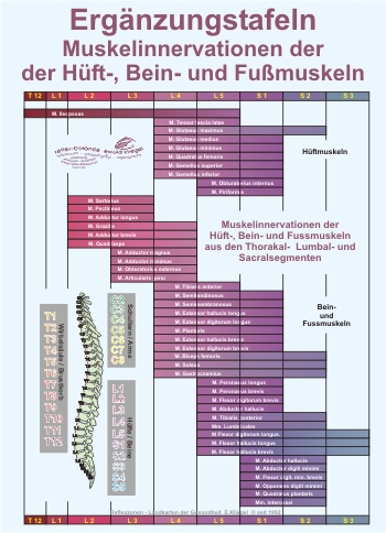 Reflexzonen Ergänzung - Muskelinnervationen der Hüft-, Bein- und Fußmuskeln