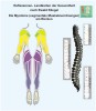 Reflexzonen Myotome der Rueckseite