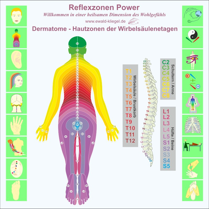 Reflexzonen Power Ewald Kliegel Dermatome am R&uuml;cken