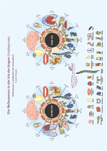 Reflexzonen in der Iris der Augen