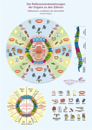 Reflexzonen - Beziehungen der Organe zu den Zähnen