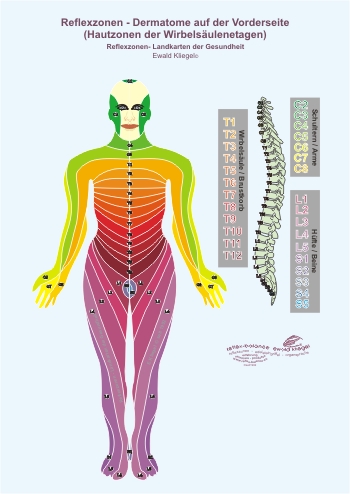 Reflexzonen - die Dermatome auf der Vorderseite (Hautzonen der Wirbelsäulenetagen)